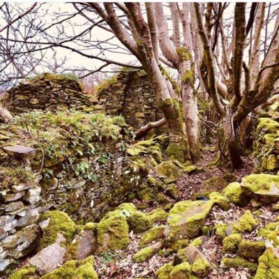 trees and rocks in a house renovating an old house in County Donegal