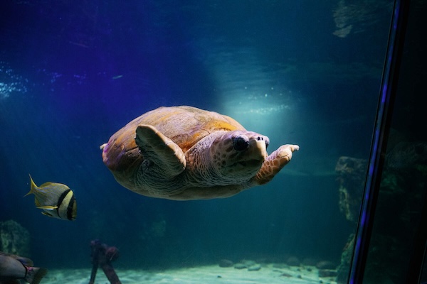 a turtle in the water 8 animal attractions in Ireland