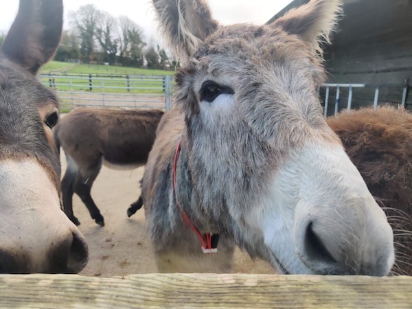 2 donkeys 8 animal attractions in Ireland