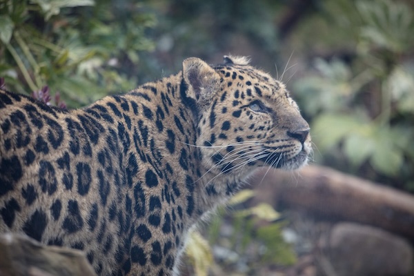 a cheetah 8 animal attractions in Ireland