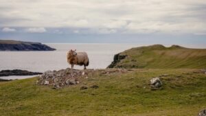 a sheep on a hill Colleen Travel Tours
