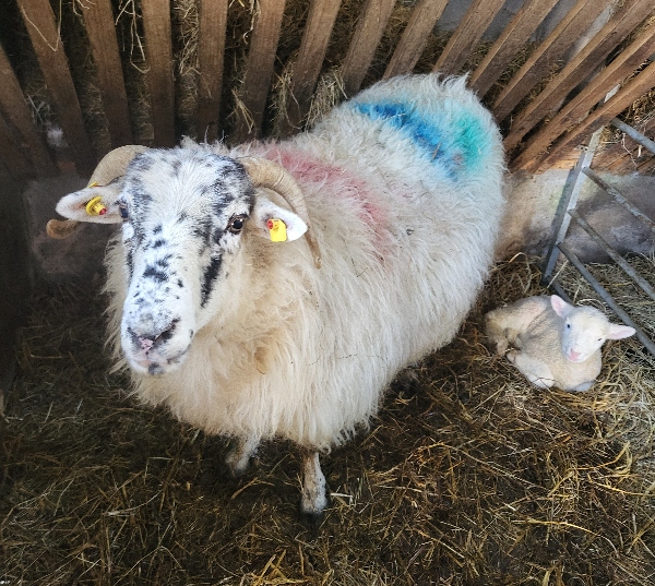 a sheep and a baby lamb bespoke Ireland tours